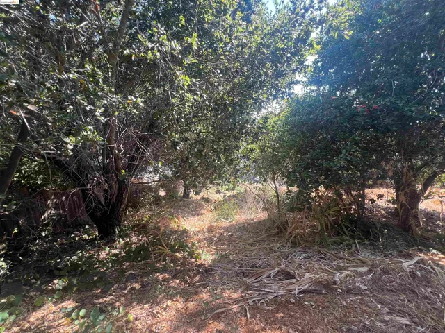 a view of a yard with plants and trees