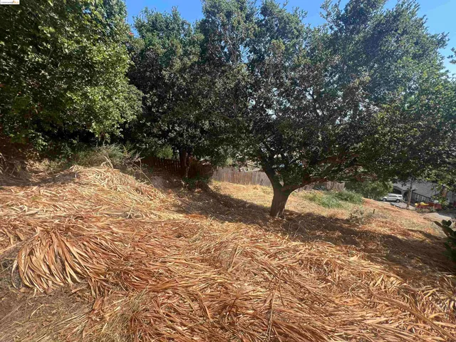 a view of a forest with trees in a house