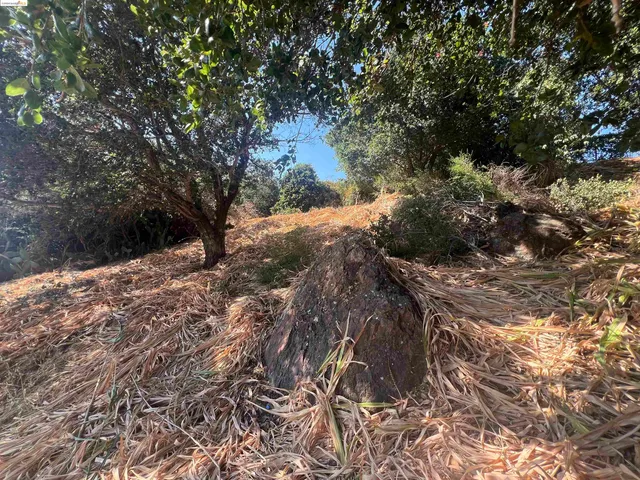 a view of a dry yard with trees