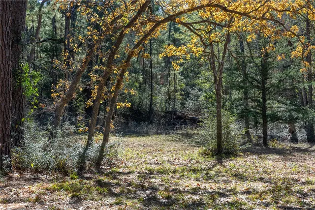 a view of a tree in a yard