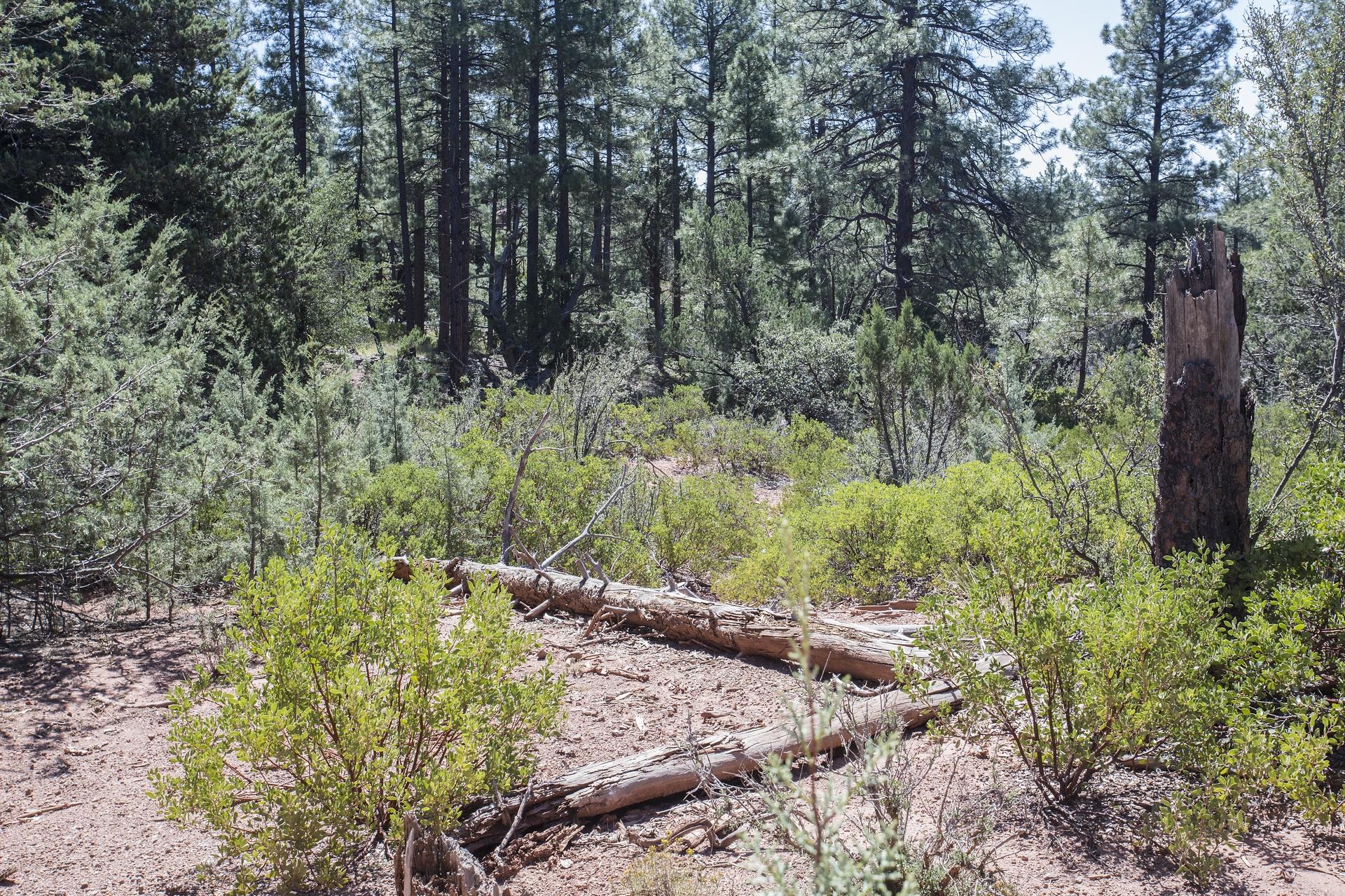 Lot 61 Racoon Ridge Circle Payson, AZ 85541 - Photo 8 of 13