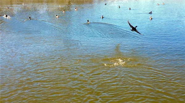 a view of a lake with a yard