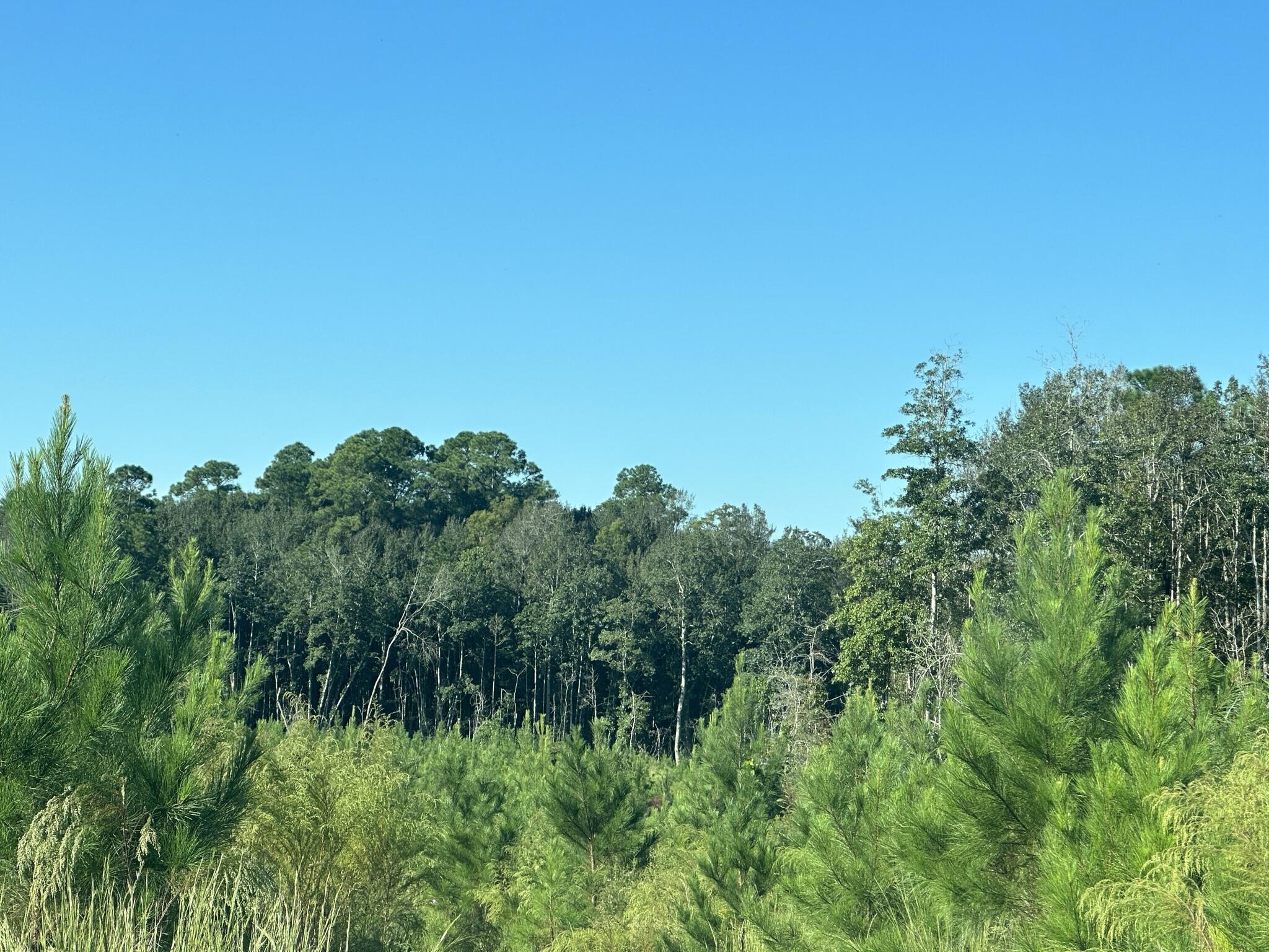 B & D Millside Road Laurel Hill, FL 32567 - Photo 15 of 18 a view of a lush green space