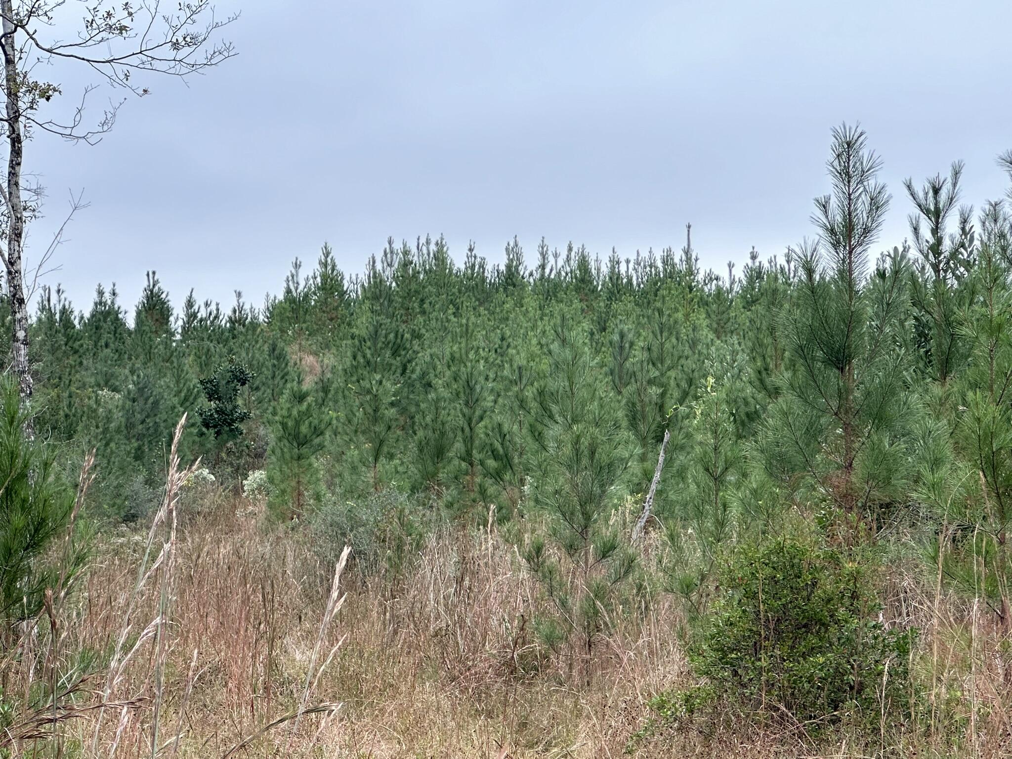 B & D Millside Road Laurel Hill, FL 32567 - Photo 18 of 18 a view of a yard with a tree in the background