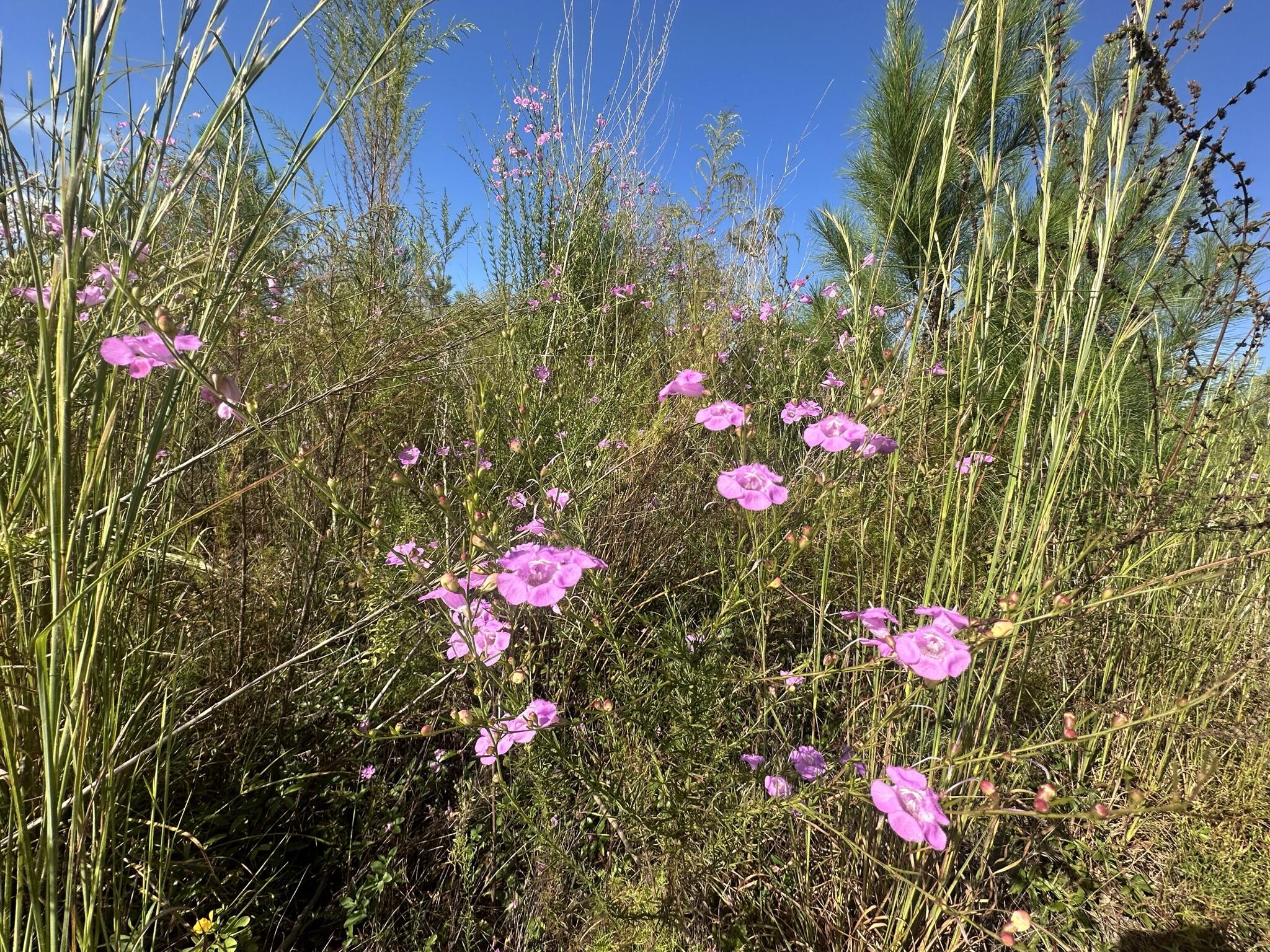 B & D Millside Road Laurel Hill, FL 32567 - Photo 4 of 18 a flower plants sitting in a flower pot