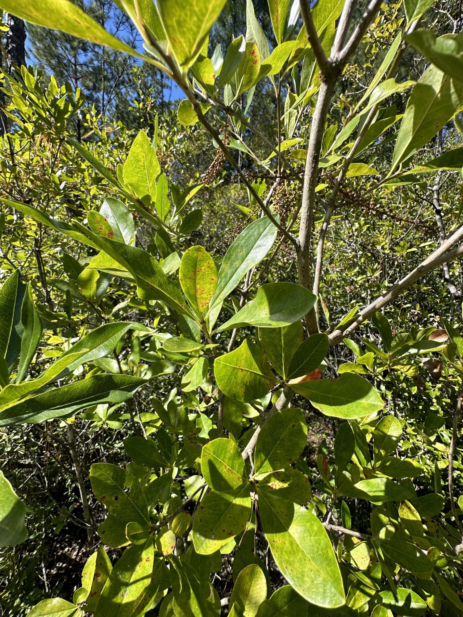 B & D Millside Road Laurel Hill, FL 32567 - Photo 8 of 18 a view of a tree