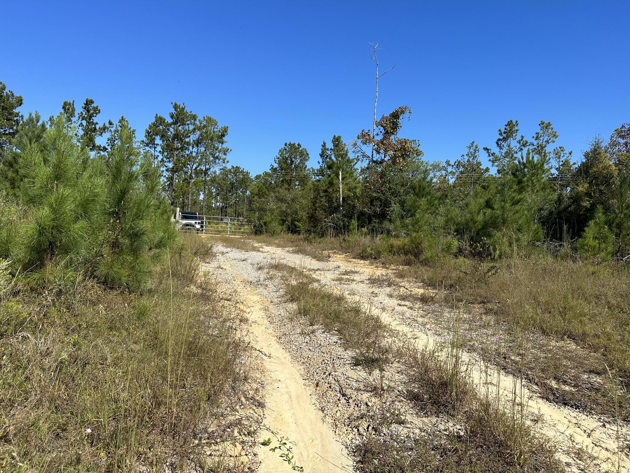 B & D Millside Road Laurel Hill, FL 32567 - Photo 9 of 18 a view of a yard with trees in the background