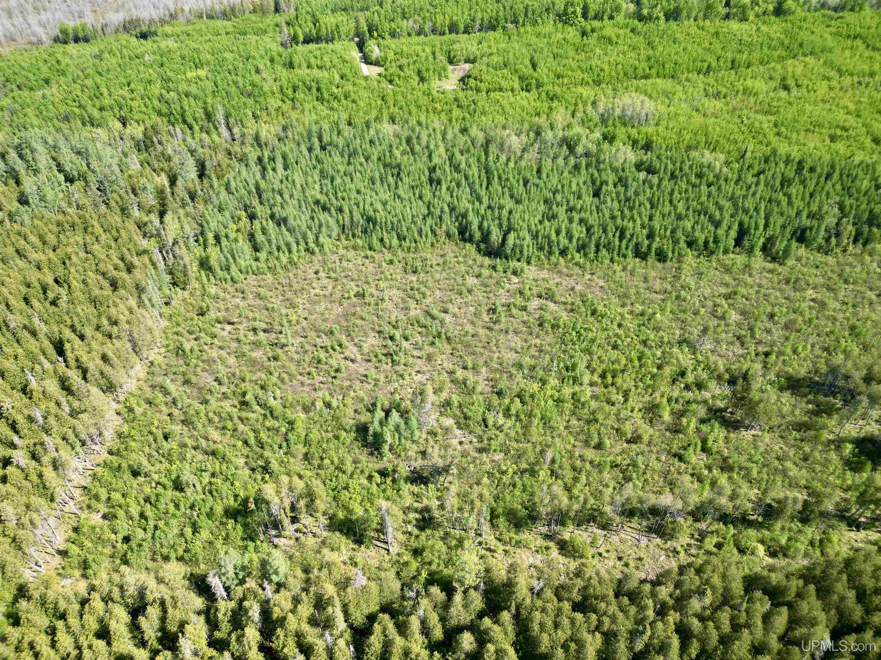Tbd Off Cr 557 40 Road Arnold, MI 49819 - Photo 11 of 14