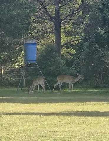 a view of a backyard