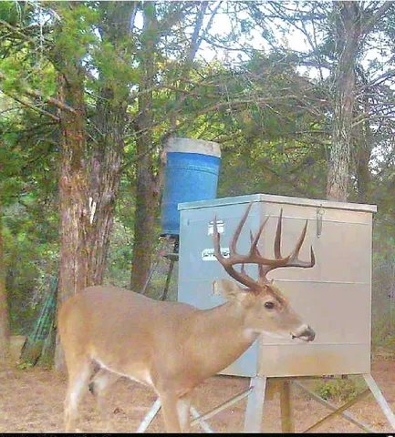 a view of a lush green forest with lots of trees