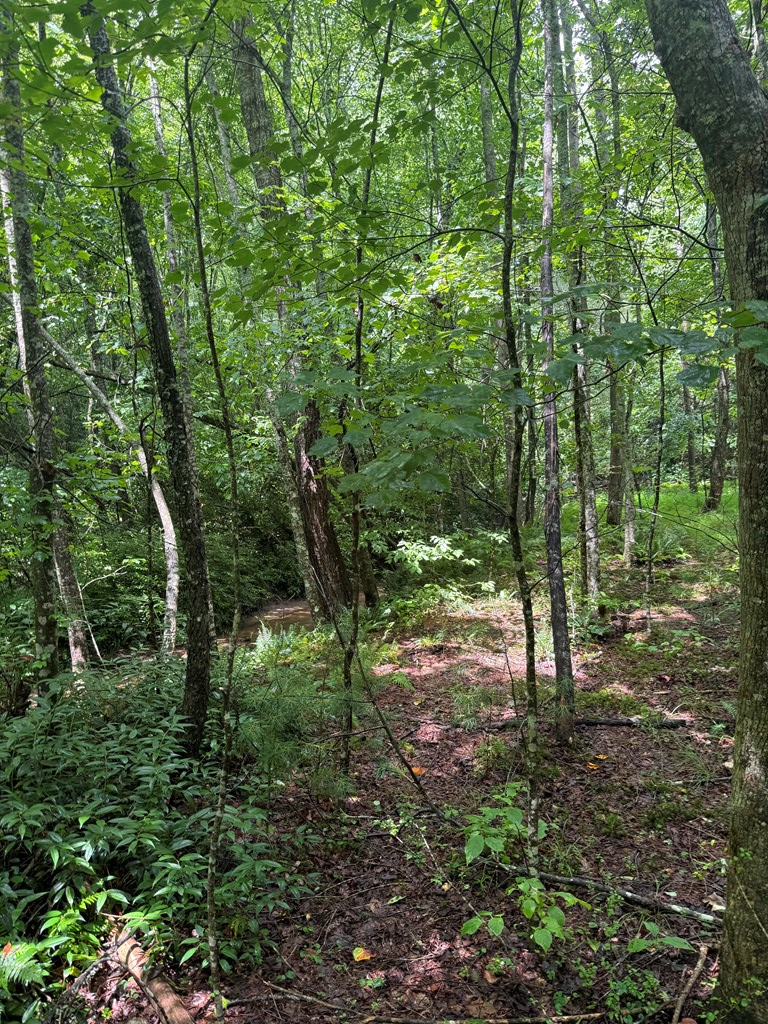 Tbd Pine Log Church Road Brasstown, NC 28902 - Photo 10 of 24