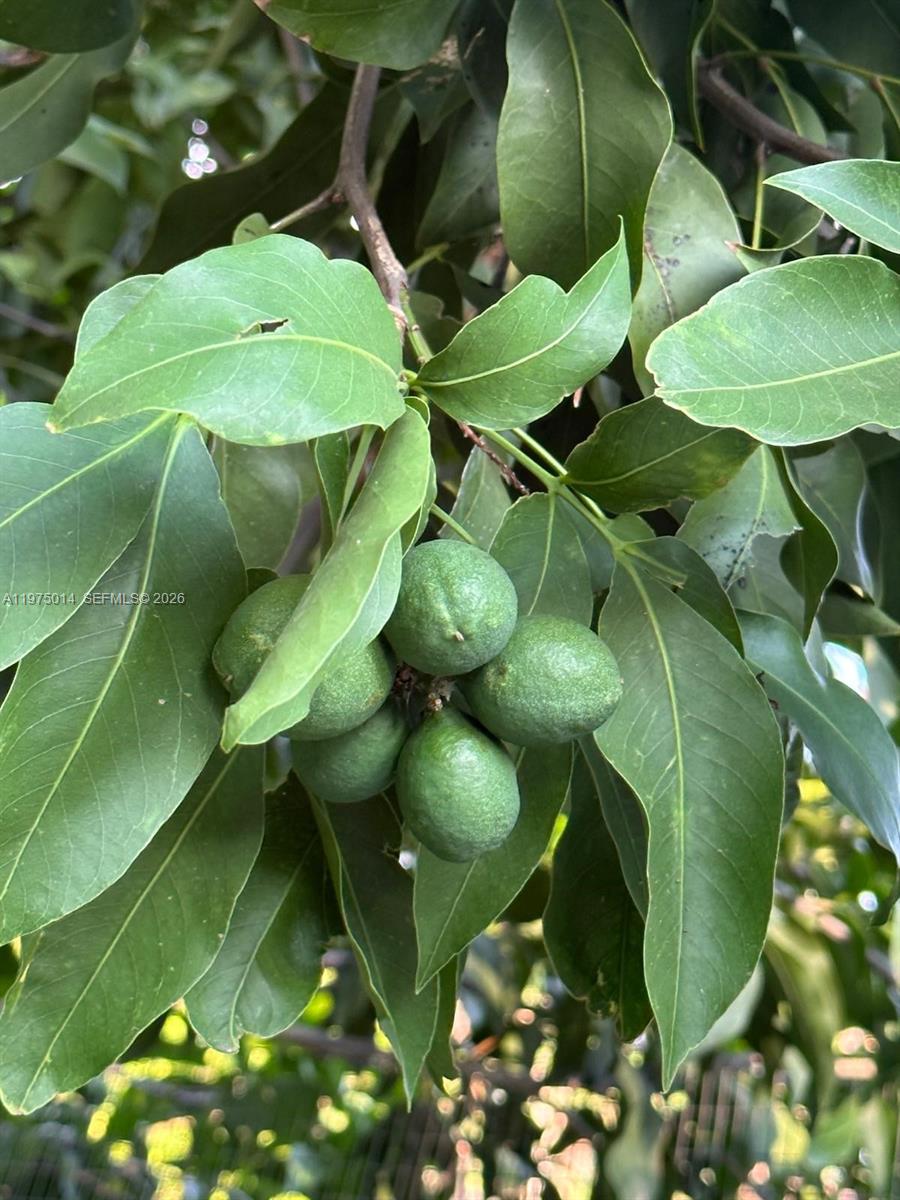 20825 Southwest 242nd Street Homestead, FL 33031 - Photo 50 of 52 Fruit tree