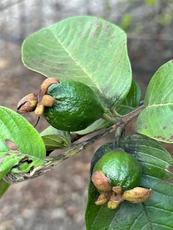 $1,375,000 | 20825 Southwest 242nd Street, Homestead, FL 33031