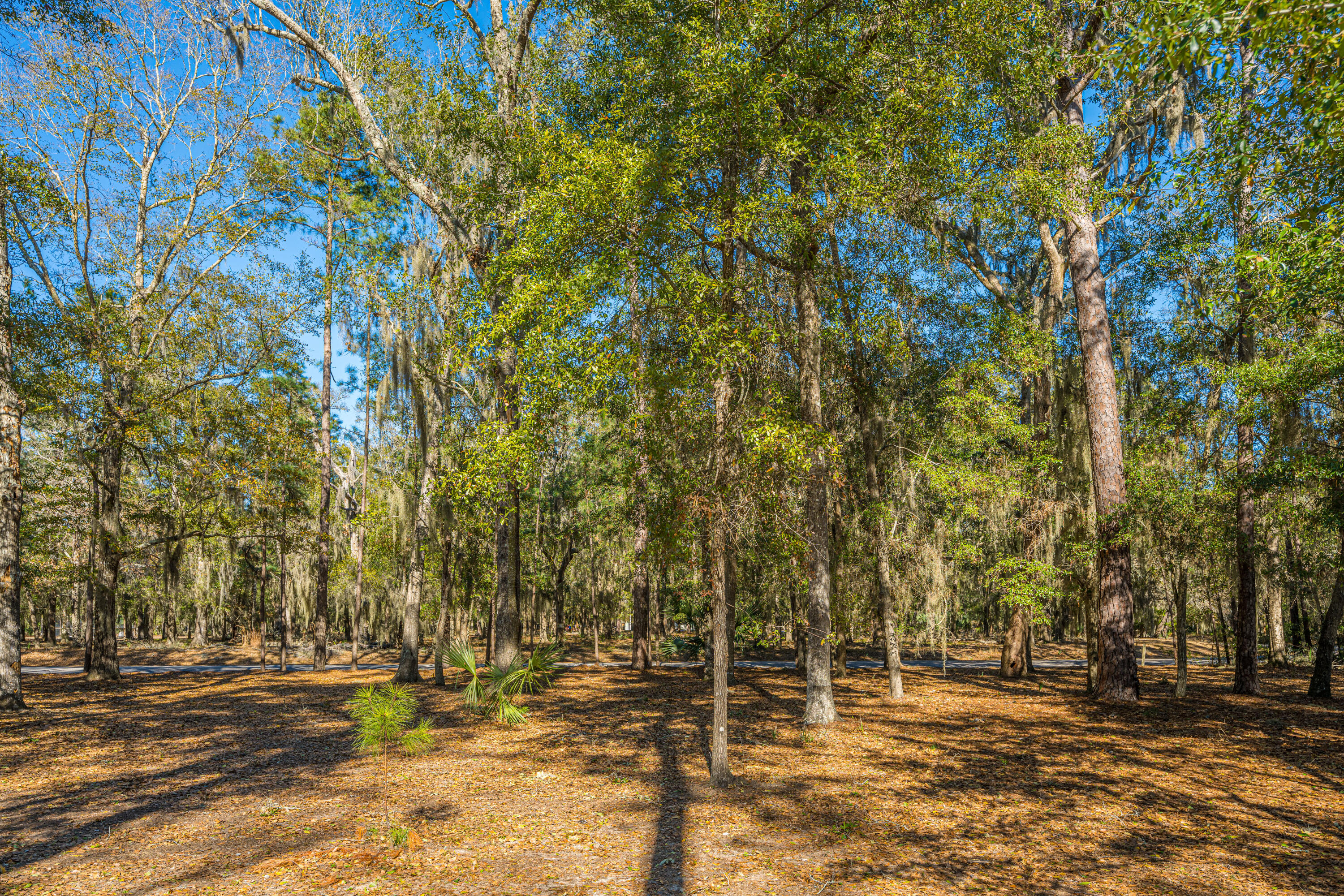 8990 Palmetto Road Edisto Island, SC 29438 - Photo 7 of 58 8990PalmettoRd007