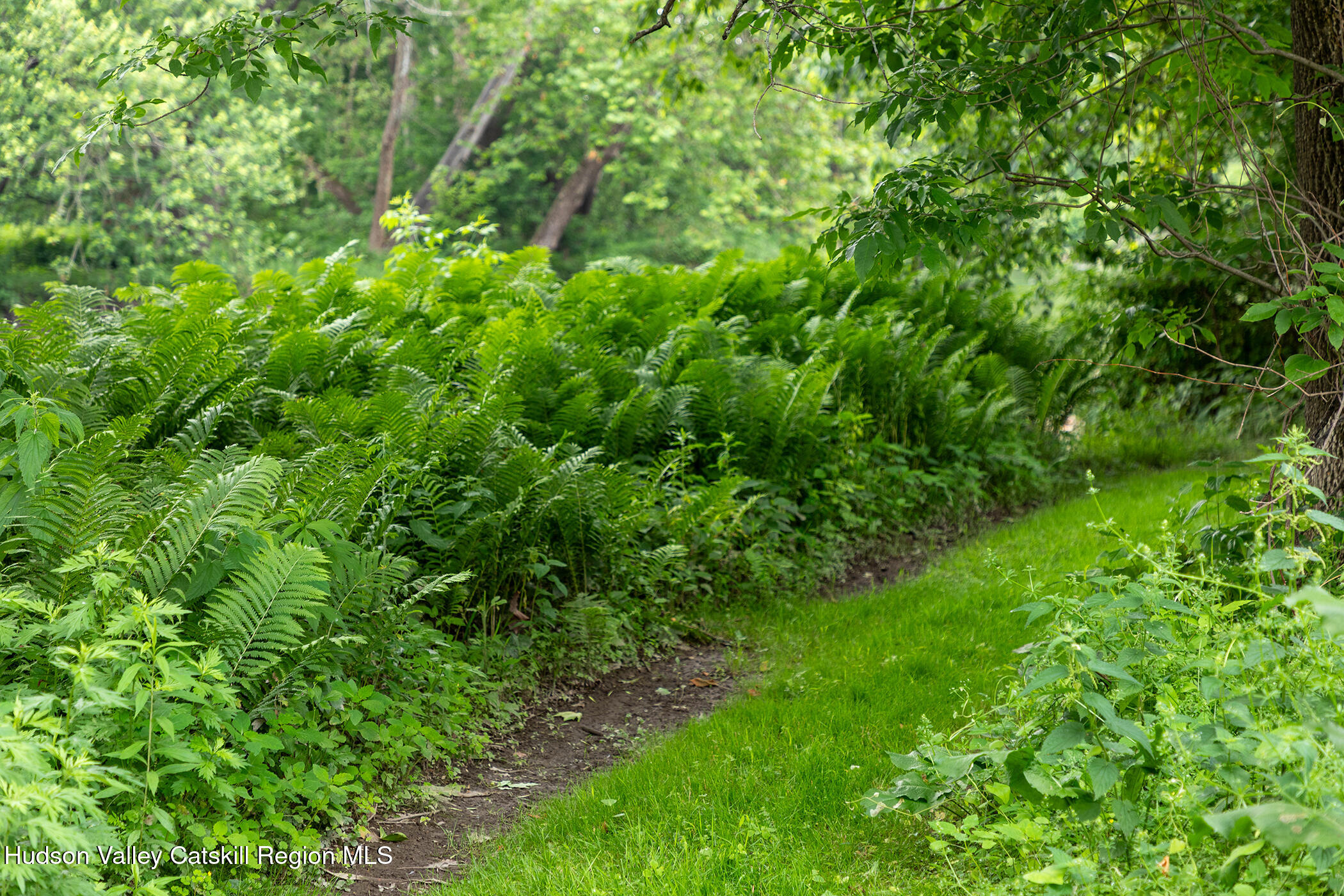 202 Buckwheat Bridge Road Germantown, NY 12526 - Photo 44 of 47 a view of a lush green forest