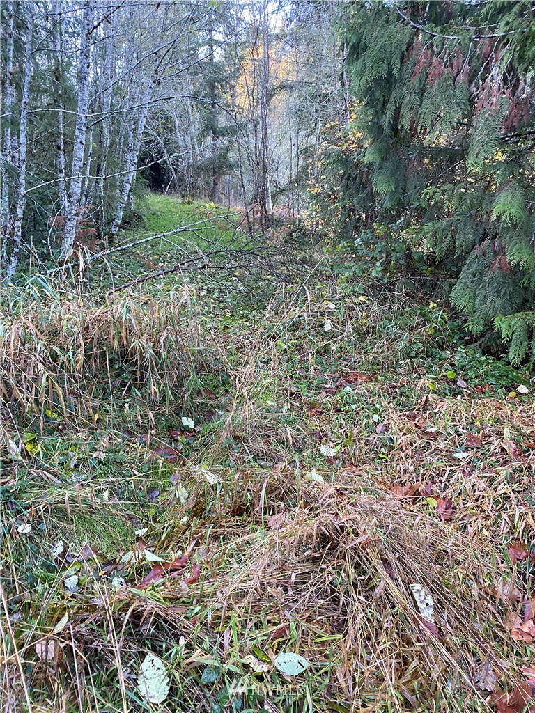 1667 Bunker Creek Road Chehalis, WA 98532 - Photo 2 of 2 a view of a yard with plants and large trees