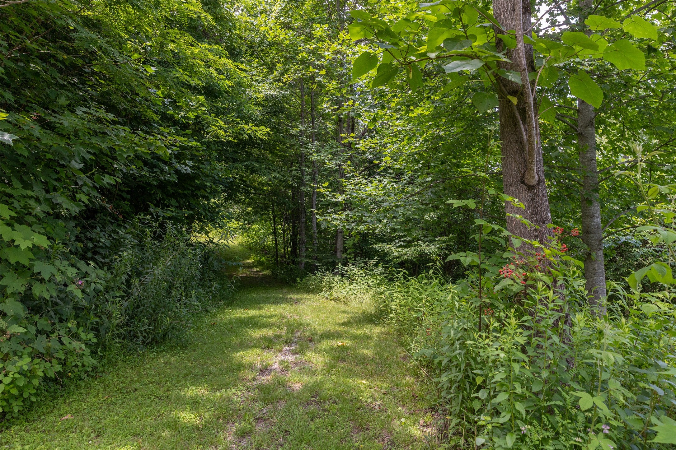 2652 Pilot Knob Road Tuckasegee, NC 28783 - Photo 15 of 33 Gallery Image 15