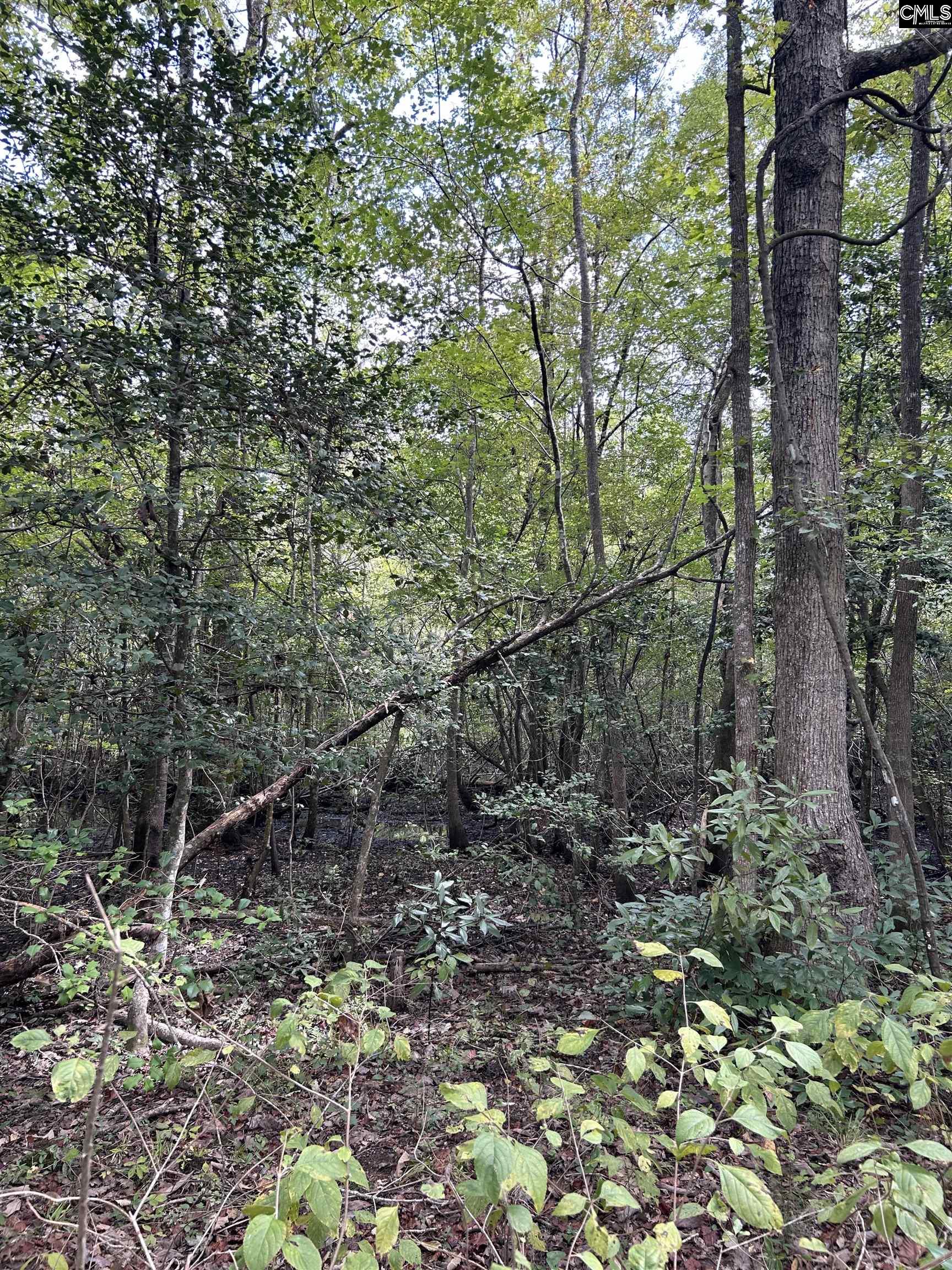 8200 Salem Road New Zion, SC 29111 - Photo 10 of 17