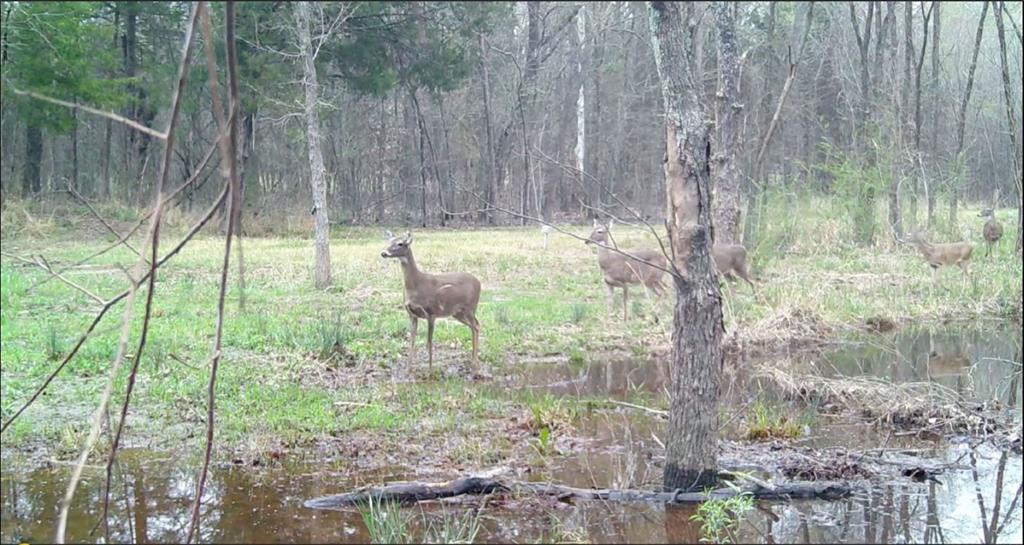 1411 Vz County Road 2139 Wills Point, TX 75169 - Photo 16 of 38