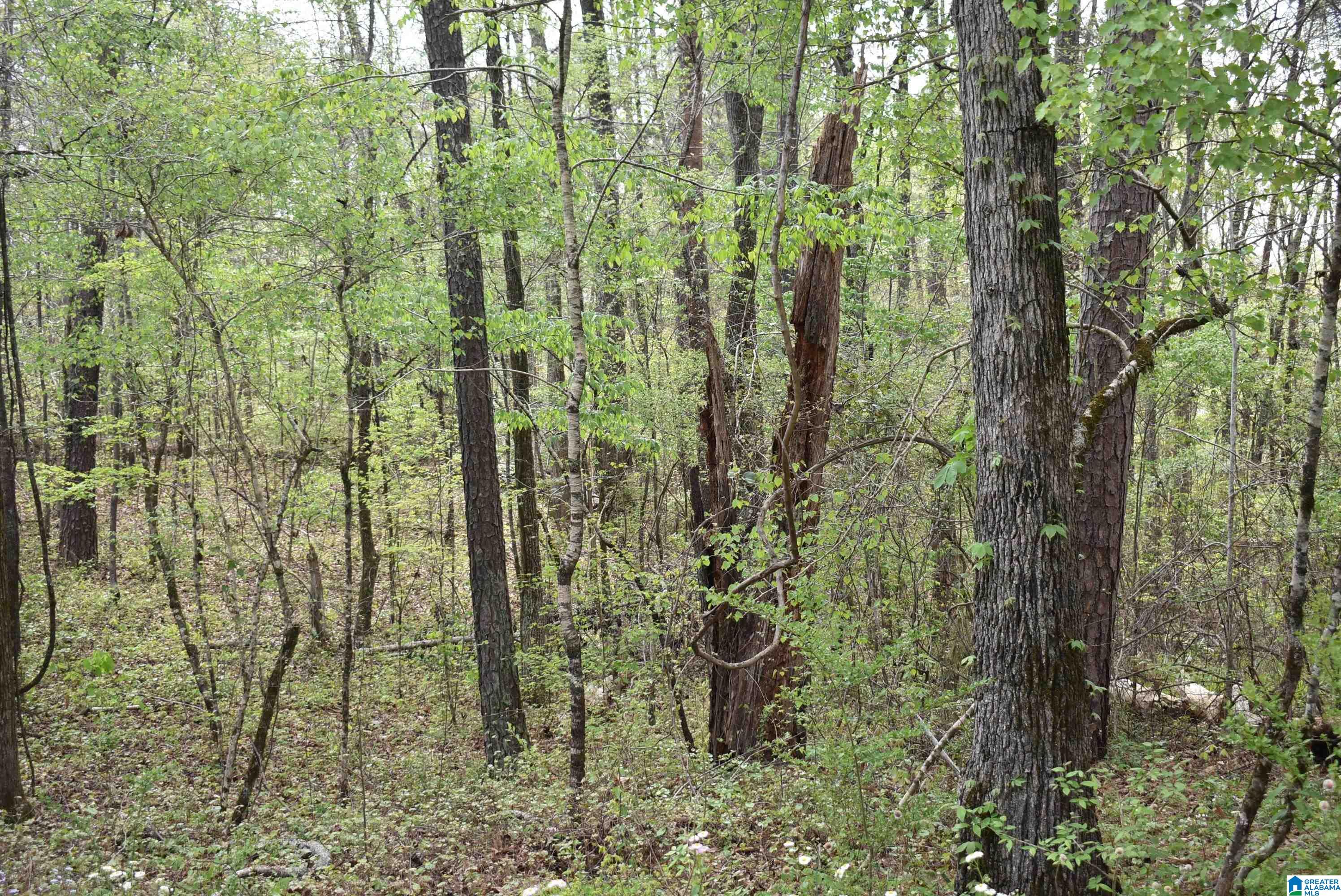 8501 Haig Rogers Cemetary Road Morris, AL 35116 - Photo 1 of 5