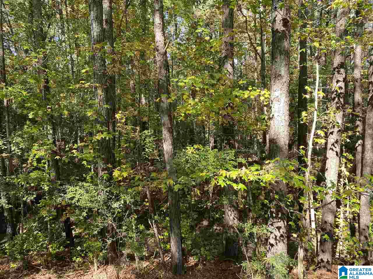 Double Bridge Road Steele, AL 35987 - Photo 1 of 1