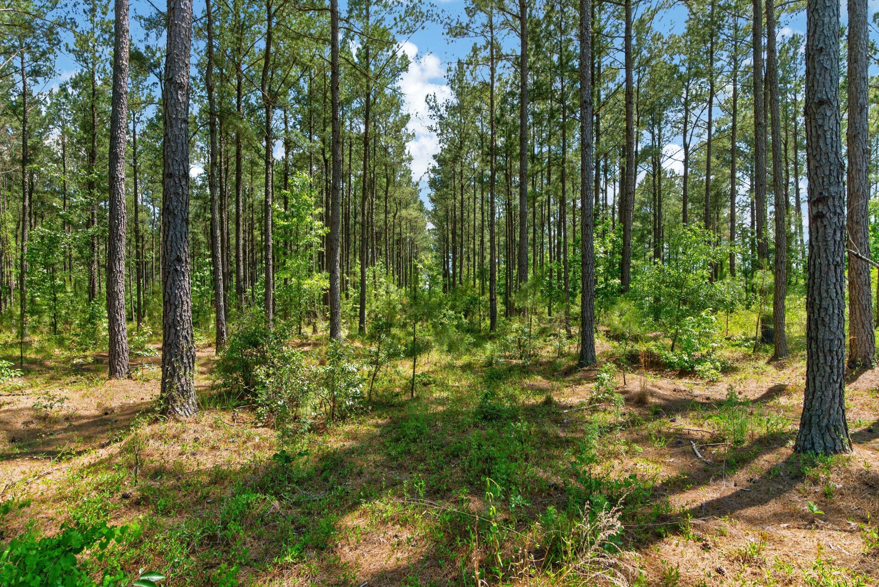 5120 North Brewington Road, Unit 10 Alcolu, SC 29001 - Photo 21 of 40 DSC09183