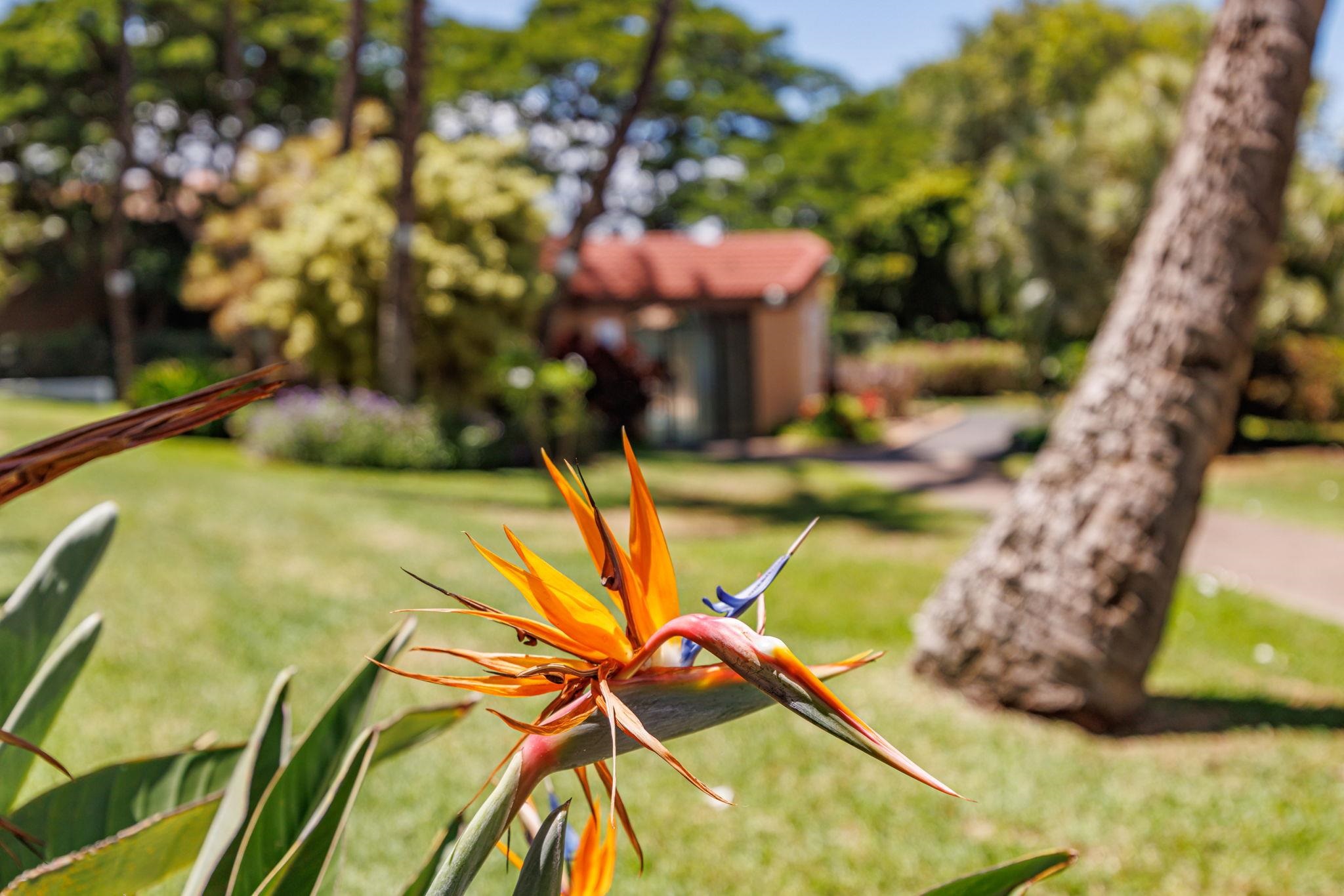 2191 South Kihei Road, Unit 1118 Kihei, HI 96753 - Photo 31 of 40 a view of a yard