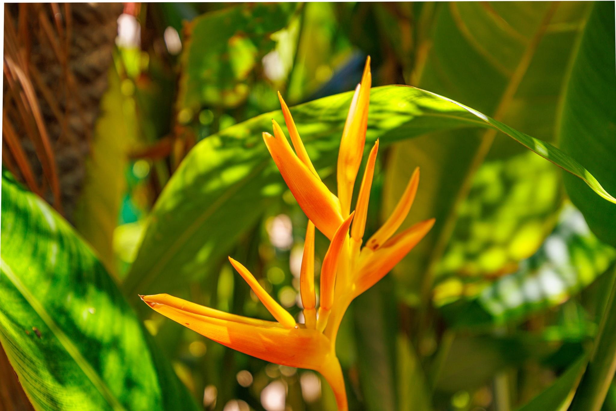2191 South Kihei Road, Unit 1118 Kihei, HI 96753 - Photo 32 of 40 a view of swimming pool
