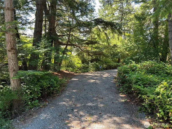 a view of a forest with trees