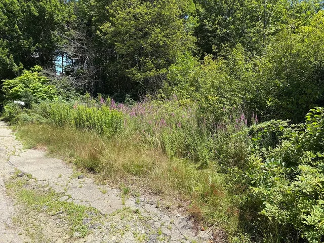 a view of a yard with potted plants and tree