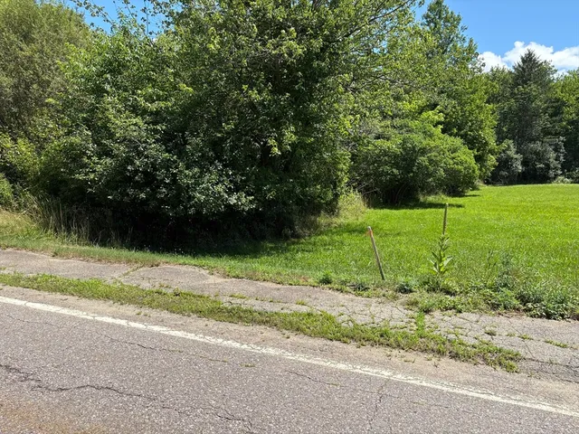 a view of a yard with plants and large trees