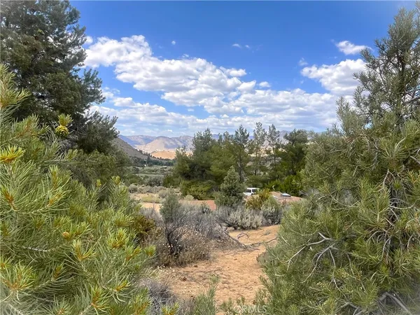 a view of a bunch of trees in a yard