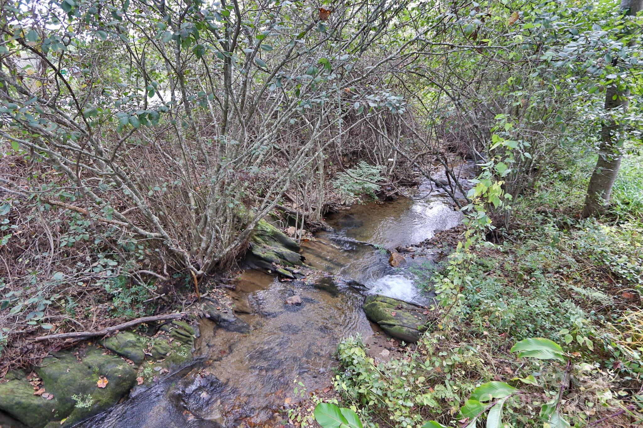 11979 Sparta Road McGrady, NC 28649 - Photo 40 of 48 a view of a fire pit with large trees
