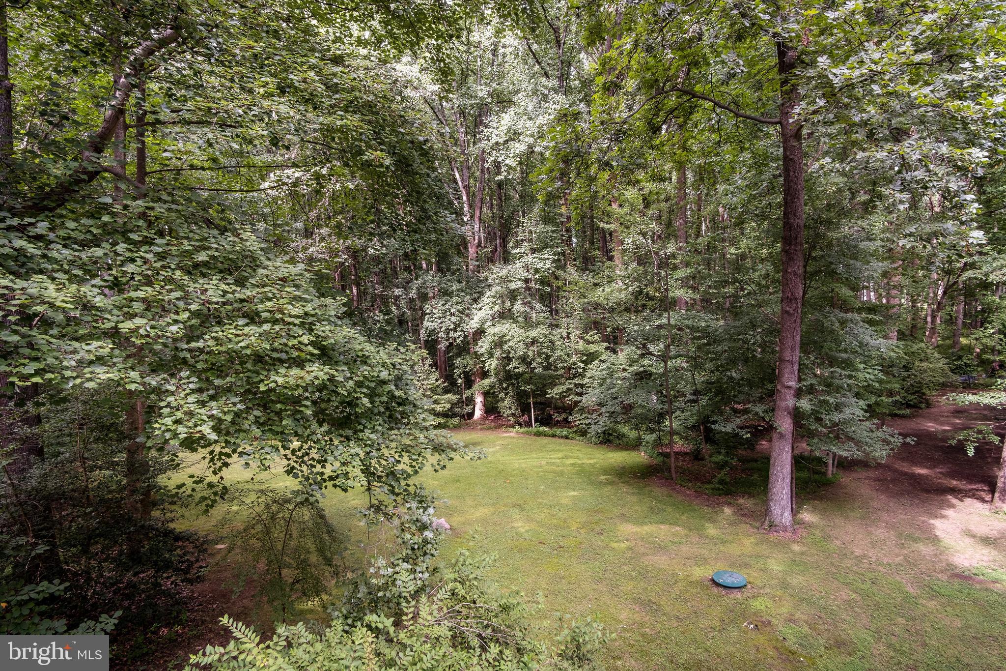 634 Springvale Road Great Falls, VA 22066 - Photo 22 of 67 a view of a forest with trees in front of it