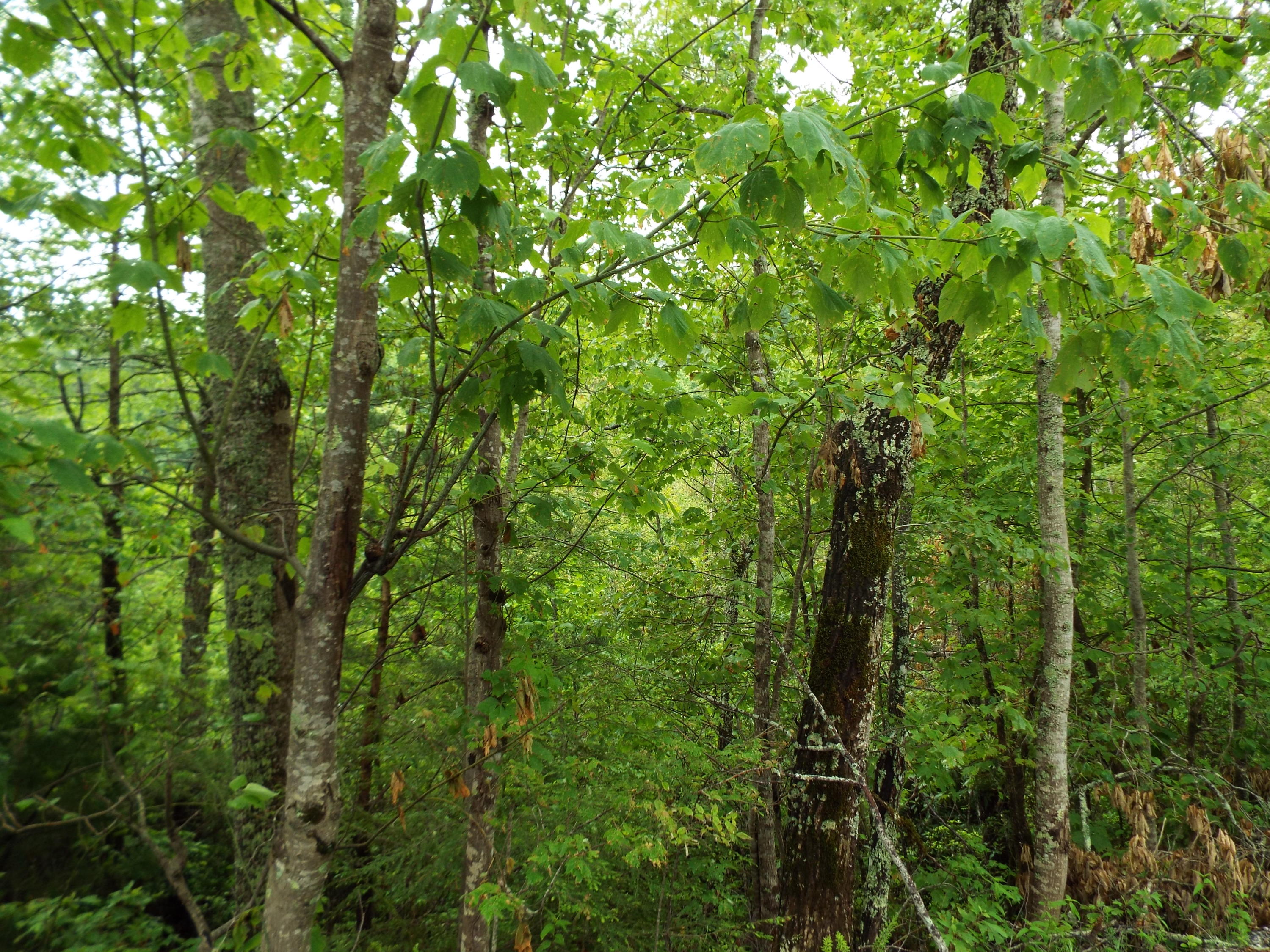 7 Costner Road Cosby, TN 37722 - Photo 1 of 18 DSCF7094