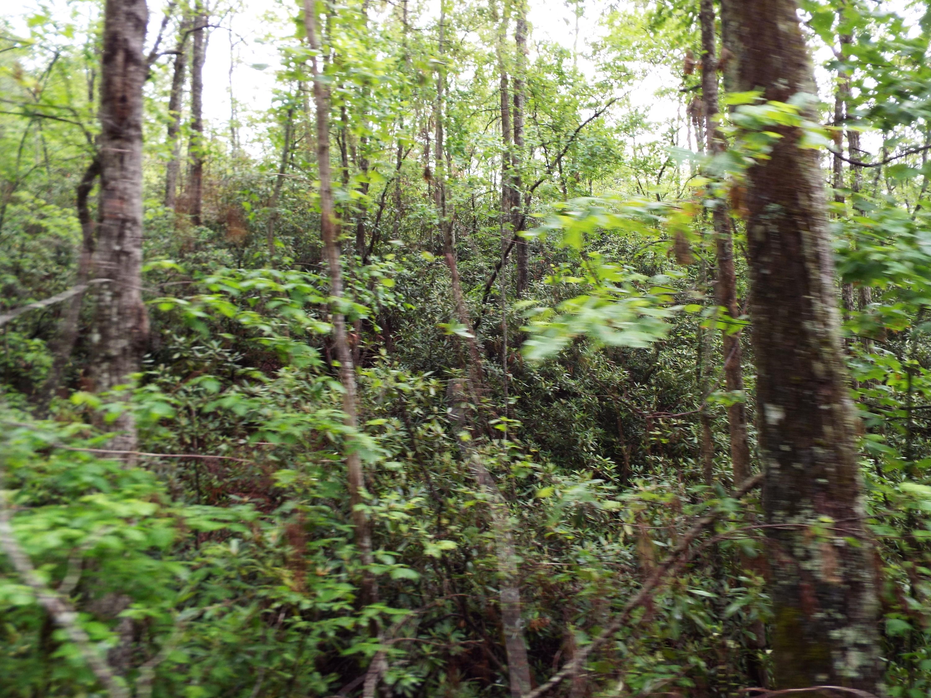 7 Costner Road Cosby, TN 37722 - Photo 13 of 18 DSCF7106