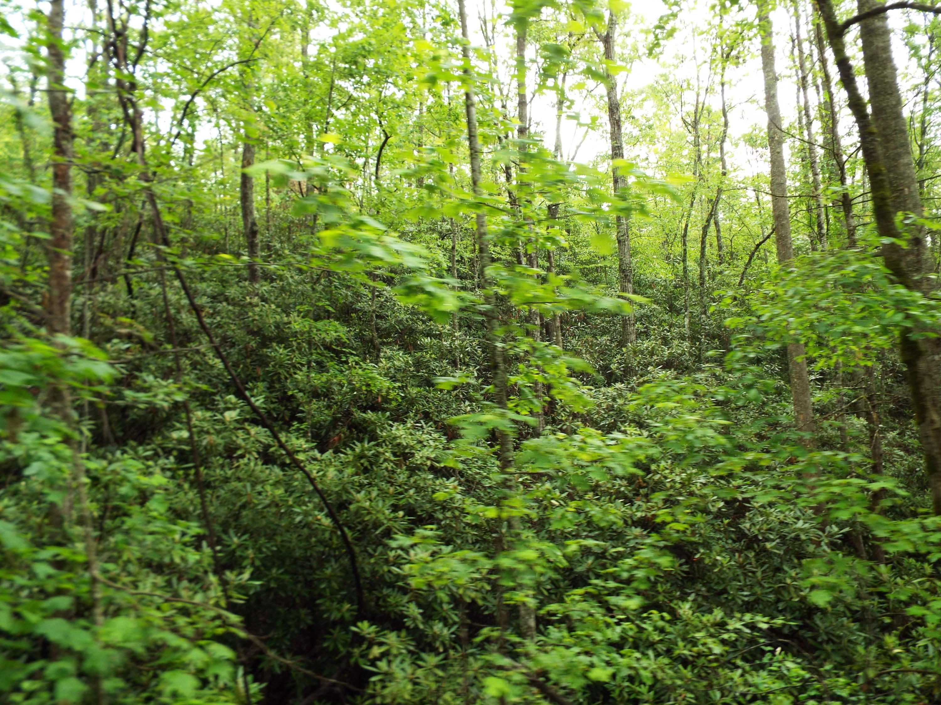 7 Costner Road Cosby, TN 37722 - Photo 14 of 18 DSCF7107