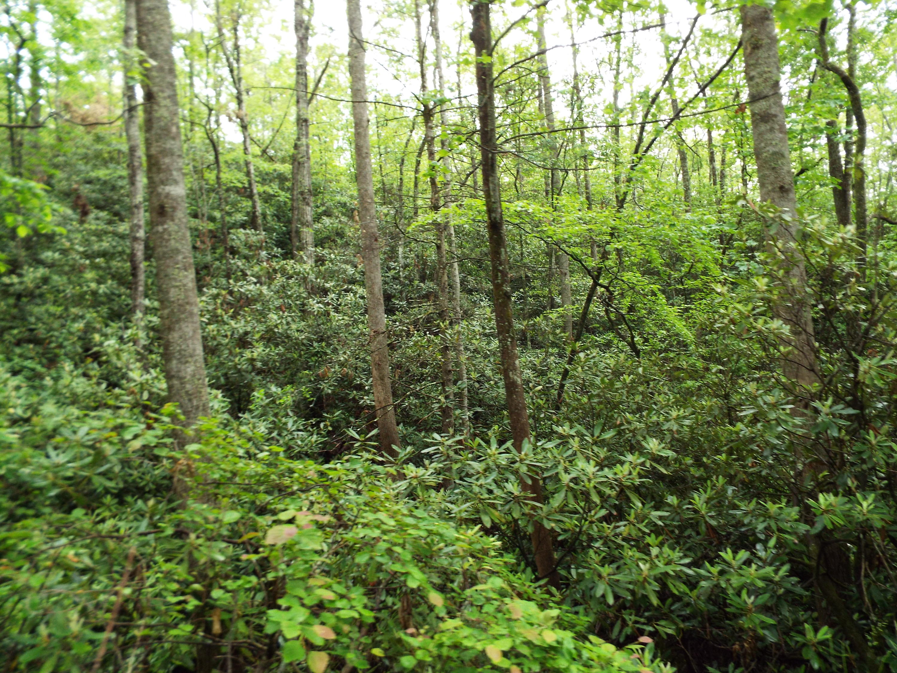 7 Costner Road Cosby, TN 37722 - Photo 15 of 18 DSCF7108