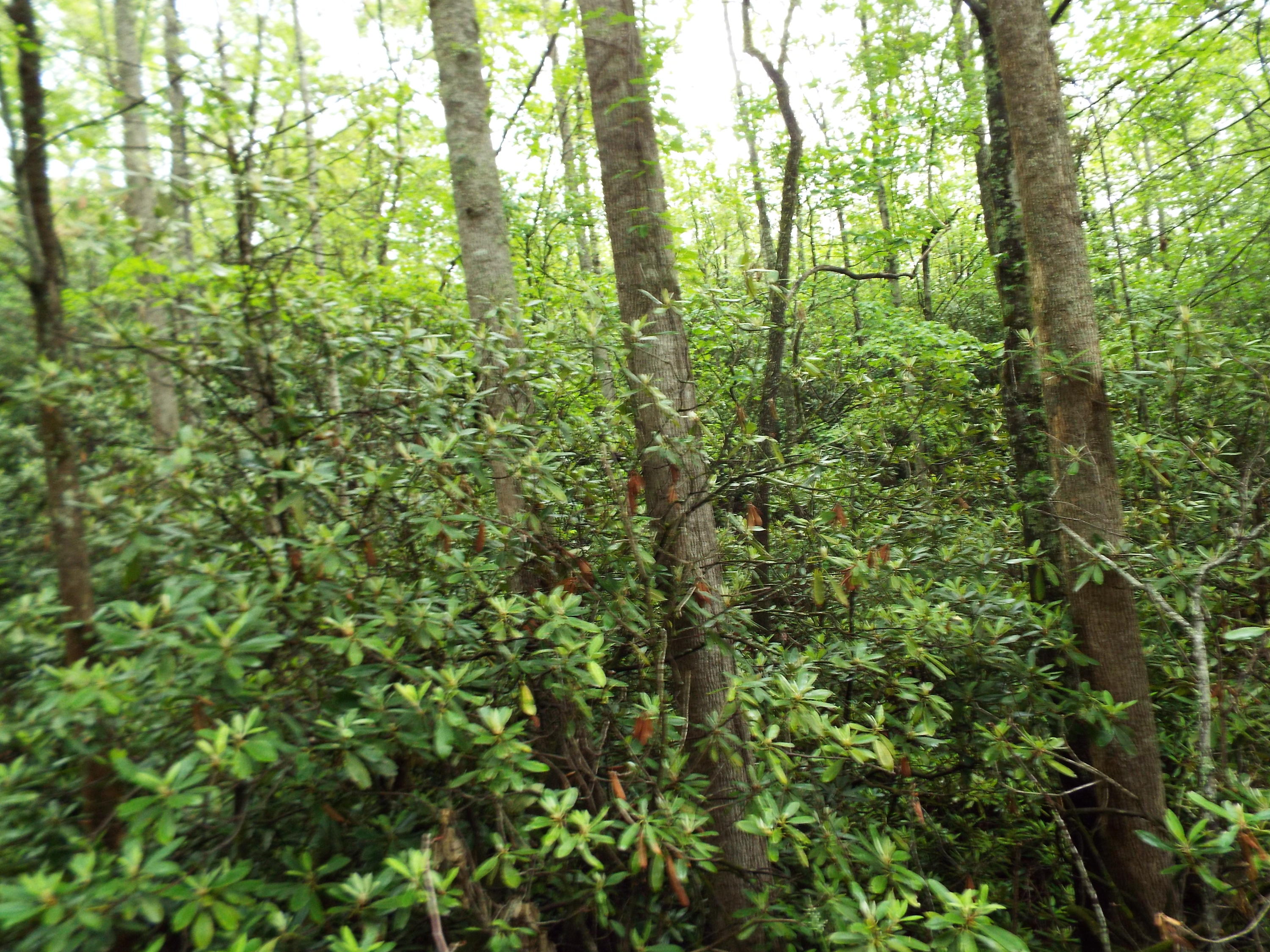 7 Costner Road Cosby, TN 37722 - Photo 16 of 18 DSCF7109