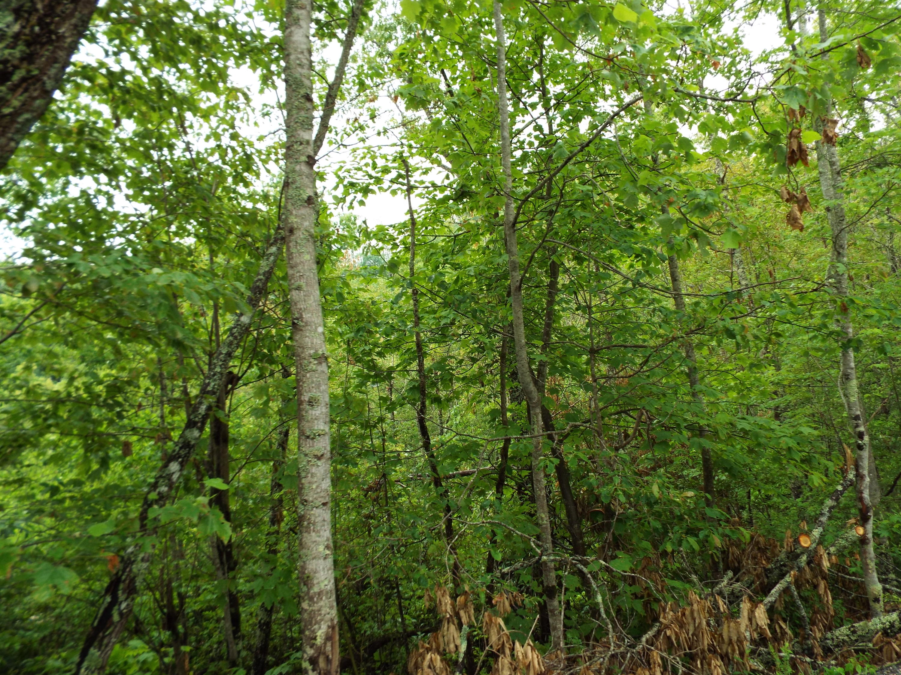 7 Costner Road Cosby, TN 37722 - Photo 3 of 18 DSCF7096
