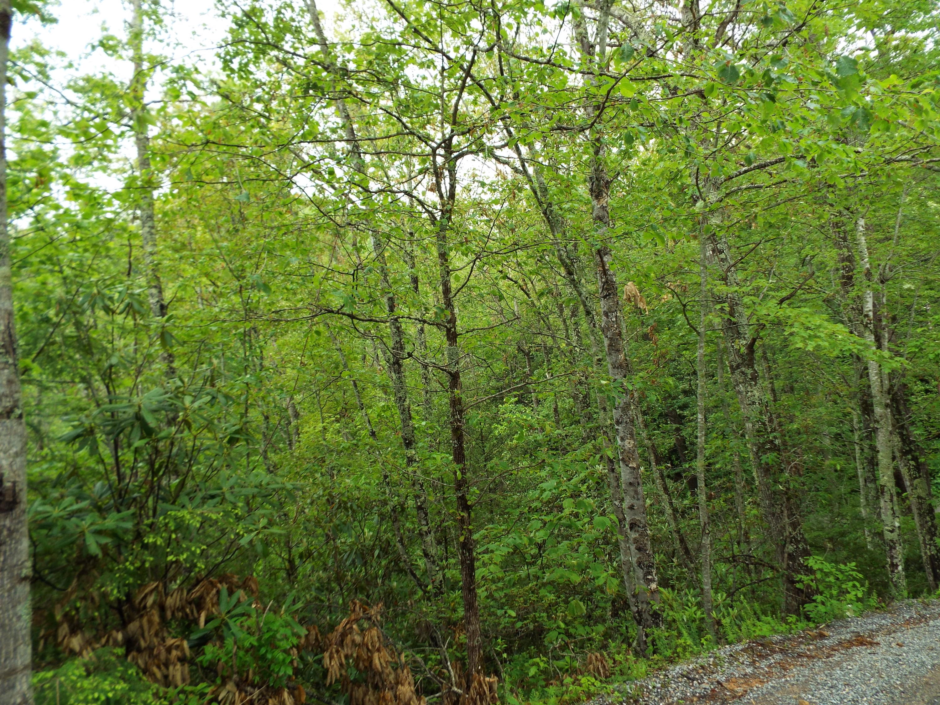 7 Costner Road Cosby, TN 37722 - Photo 4 of 18 DSCF7097