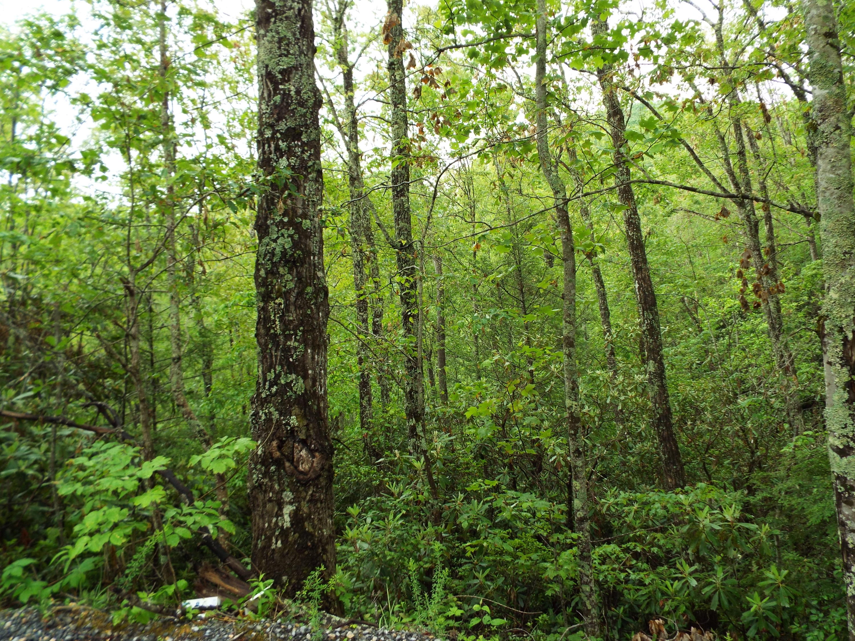 7 Costner Road Cosby, TN 37722 - Photo 5 of 18 DSCF7098