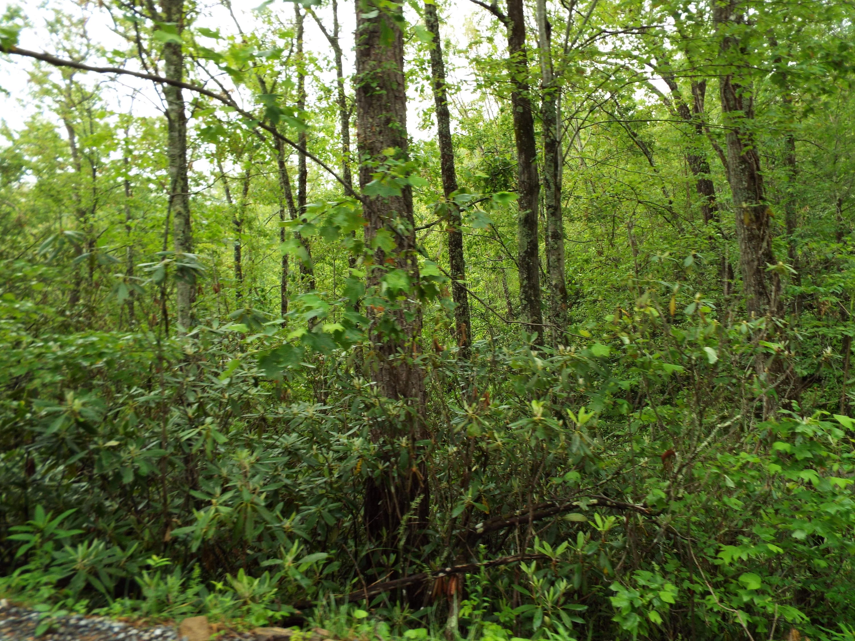 7 Costner Road Cosby, TN 37722 - Photo 7 of 18 DSCF7100
