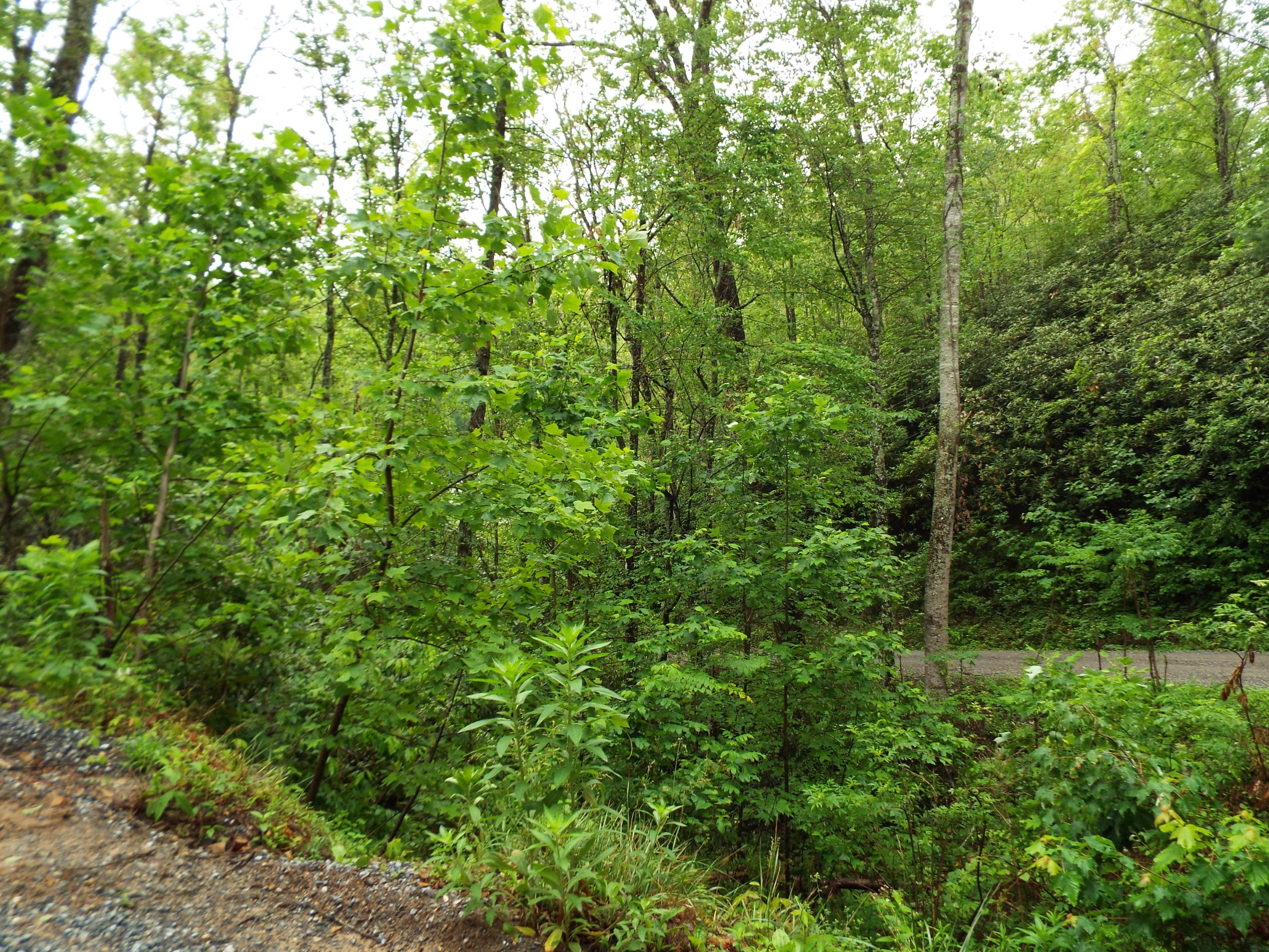 7 Costner Road Cosby, TN 37722 - Photo 8 of 18 DSCF7101