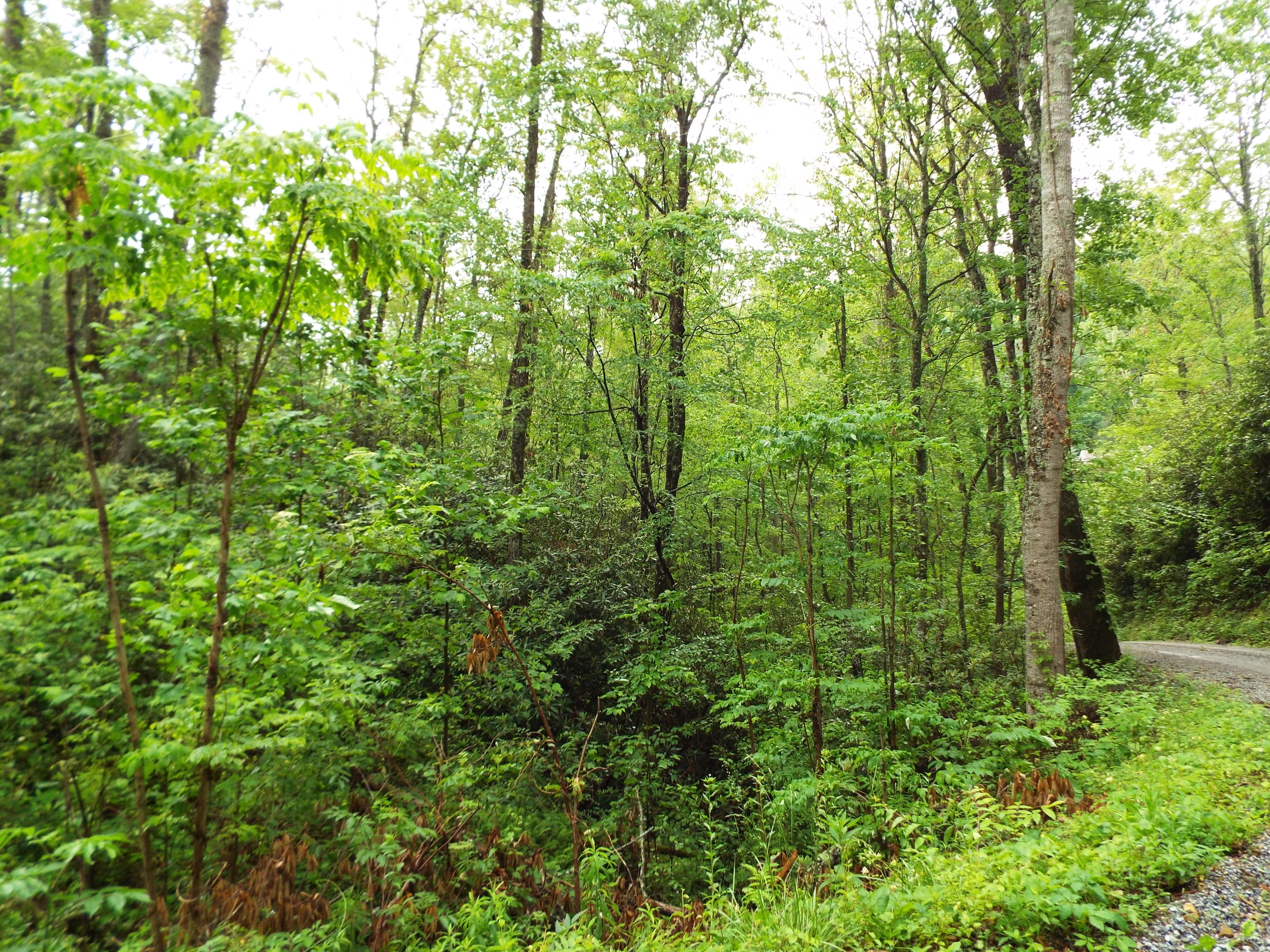 7 Costner Road Cosby, TN 37722 - Photo 9 of 18 DSCF7102