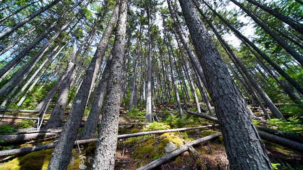 150 South Shore Road Linneus, ME 04730 - Photo 25 of 35 150-south-shore-rd-land-10