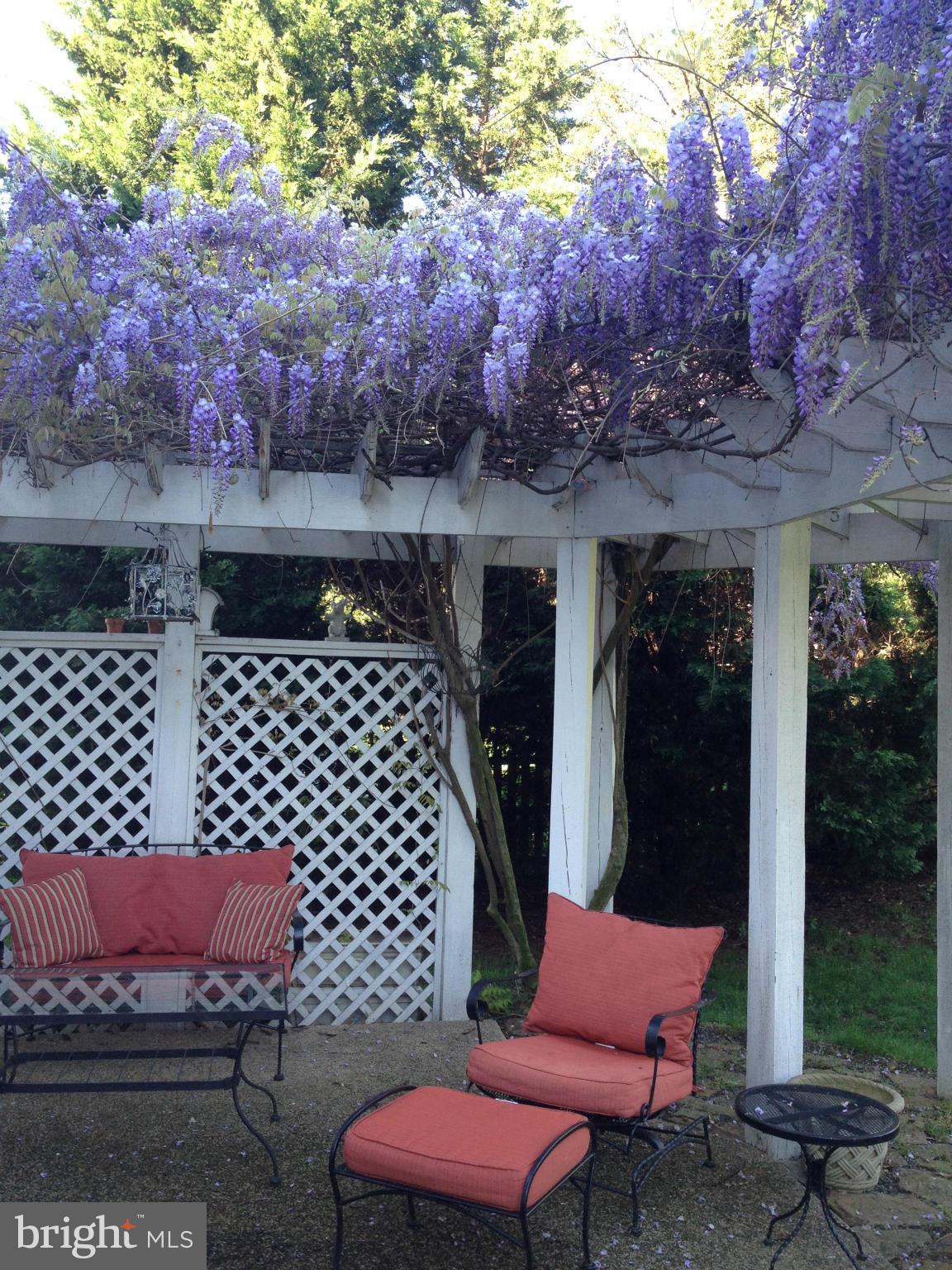 6318 Spring Forest Road Frederick, MD 21701 - Photo 28 of 30 taken last summer - gorgeous wisteria pergola
