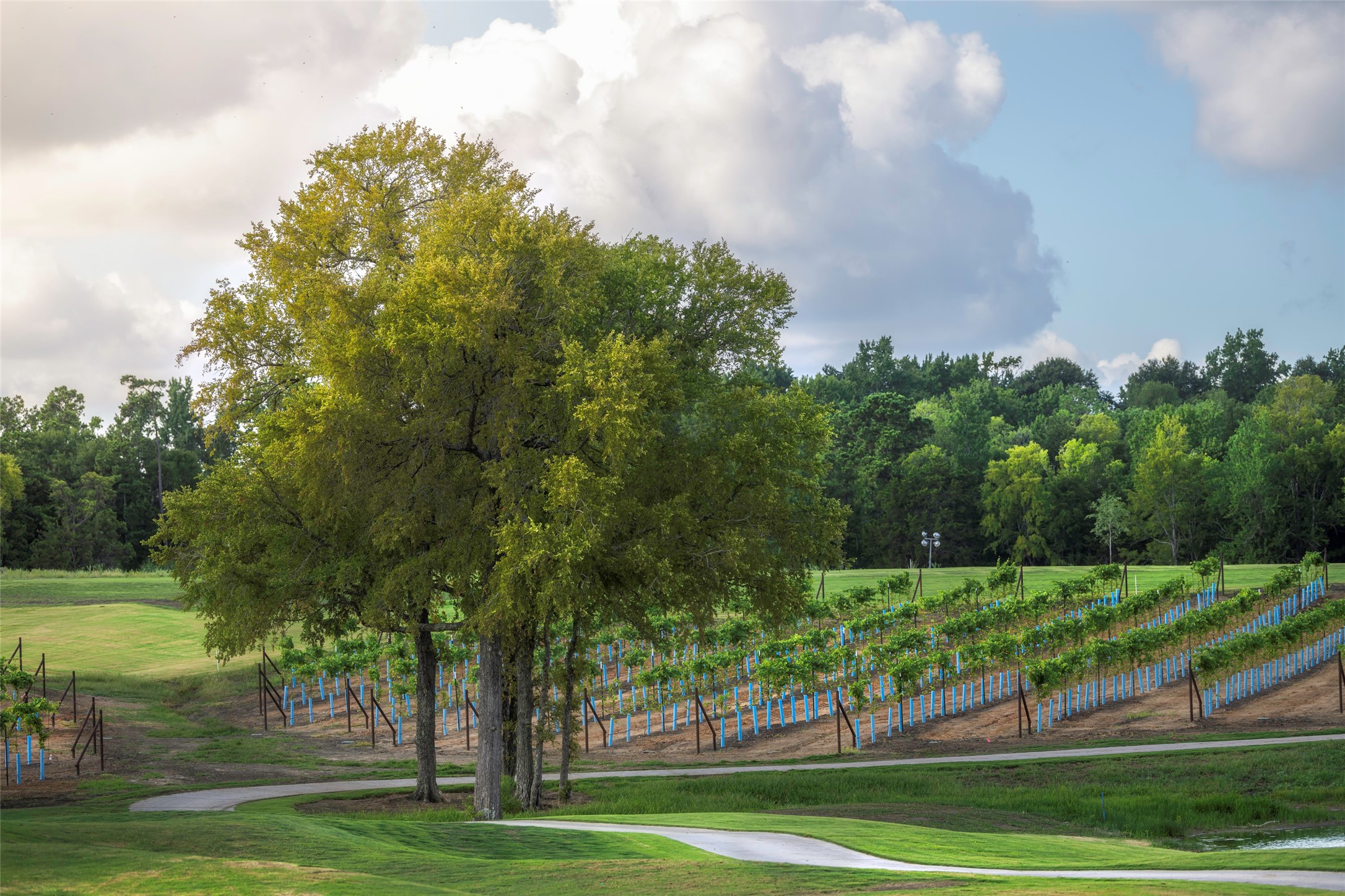 10026 Larkin Cove Willis, TX 77318 - Photo 38 of 44 A unique highlight of Chambers Creek—our very own private vineyard, nestled along the scenic golf course. It’s a one-of-a-kind backdrop that blends natural beauty with resort-style living.