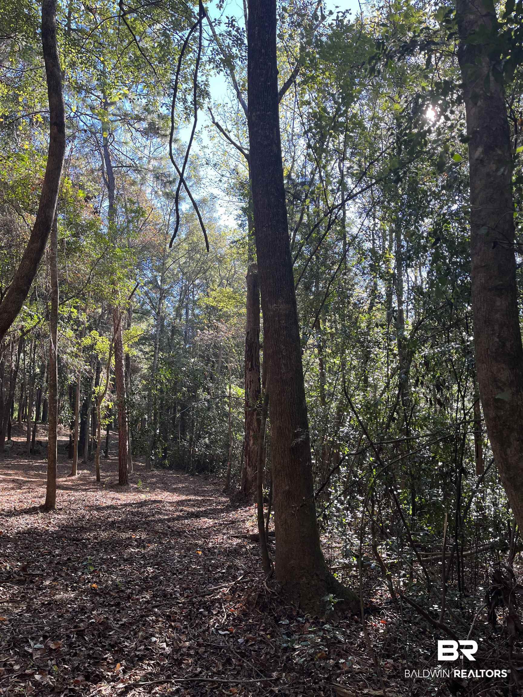 0 Forest Dell Road Mobile, AL 36618 - Photo 5 of 8