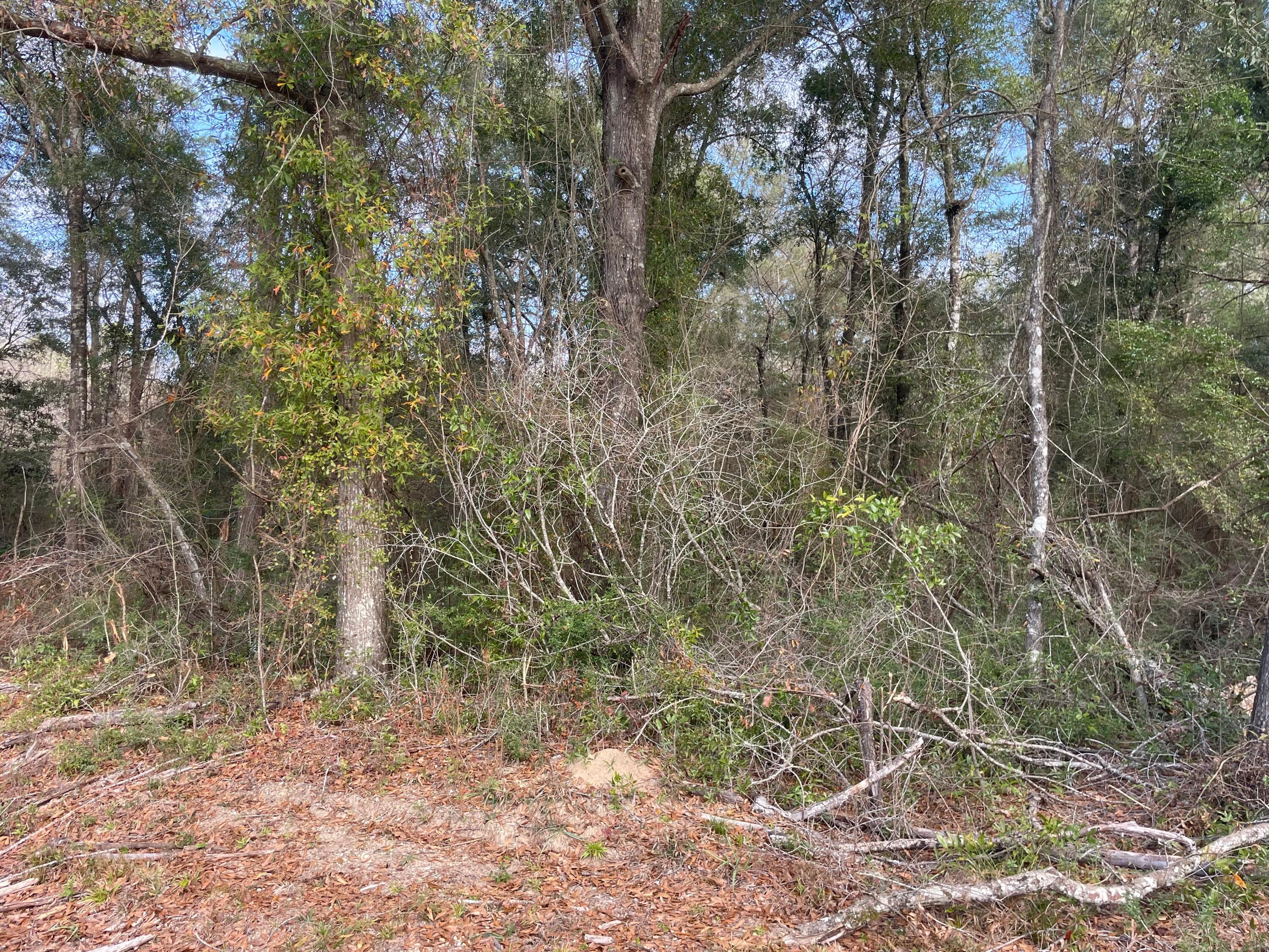 Tbd McCain Road Foxworth, MS 39483 - Photo 3 of 7 Photo Jan 05 2026, 10 15 45 AM